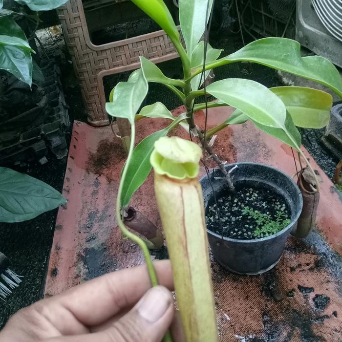 NEPENTHES BOSCHIANA X MAXIMA MALUKU/KANTONG SEMAR/NEPENTHES/KARNIVORA