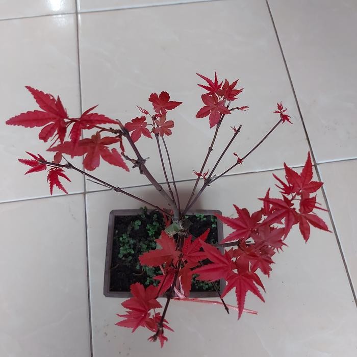 TANAMAN HIAS JAPANESE RED MAPLE - BONSAI RED MAPLE