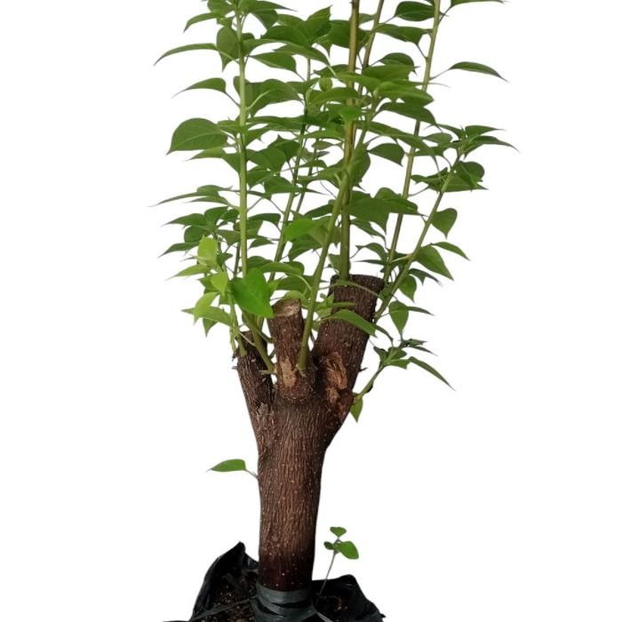 BONSAI POHON BOUGENVILLE SINGAPURA UKURAN SMALL DENGAN LINGKAR BATANG IDEAL - TANAMAN