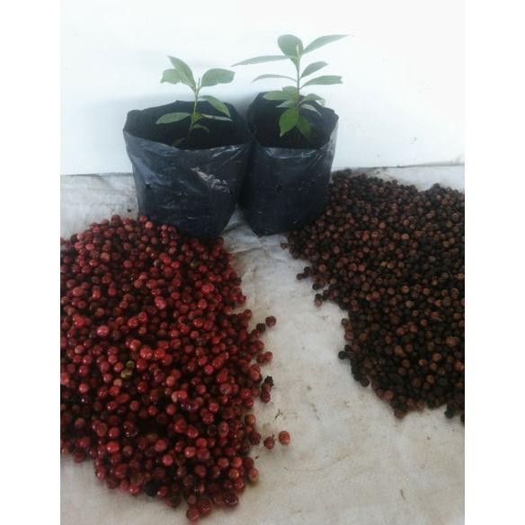 (10 BIJI) BENIH BIJI DAUN SALAM BUMBU MASAK