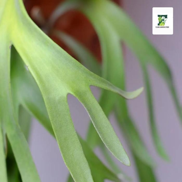 TANAMAN HIAS TANDUK RUSA - TANDUK RUSA PLUS AKAR PAKIS