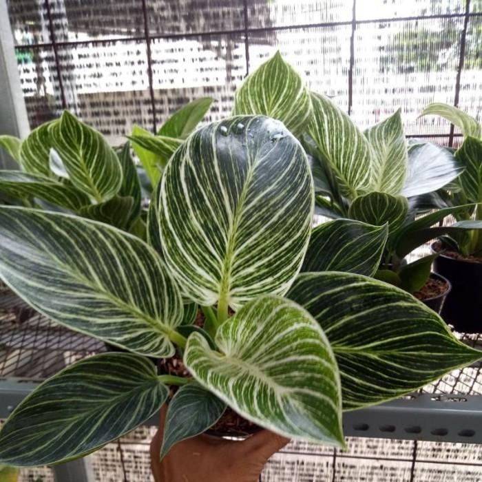 TANAMAN HIAS PHILODENDRON BIRKIN - PHILO BIRKIN