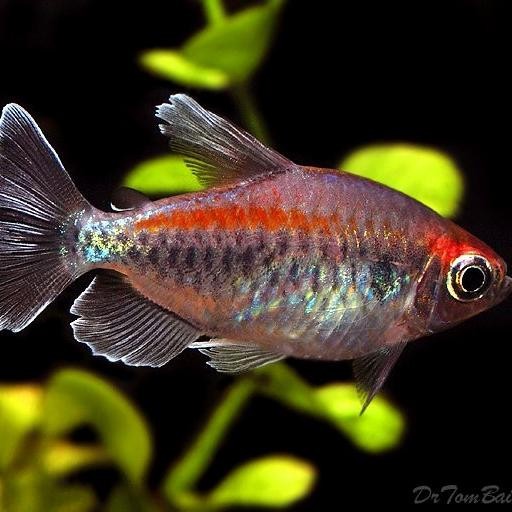 CONGO TETRA