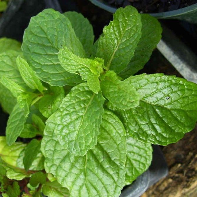 tanaman daun mint / daun mint / tanaman murah