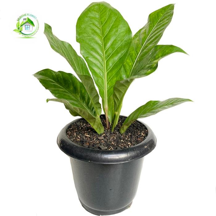 Tanaman Anthurium Hookeri