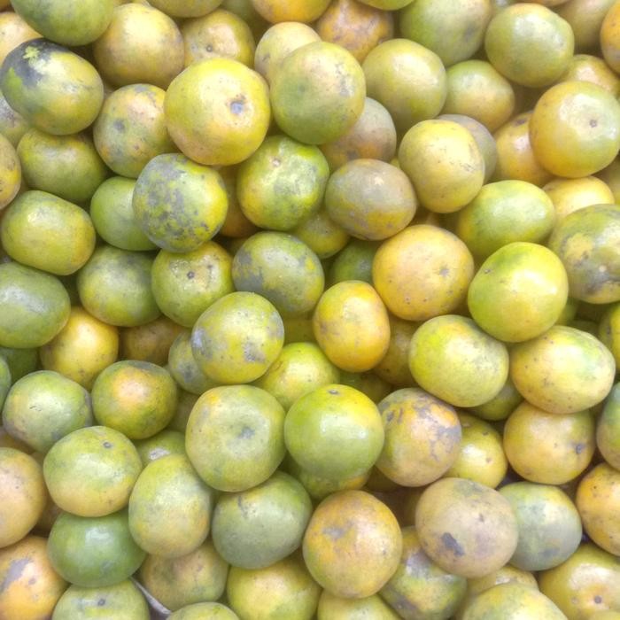 

New jeruk peras pontianak grad C tipis kulit banyak air