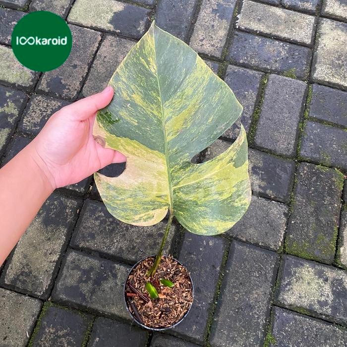 Tanaman Hias Monstera Marmorata Monstera Marmorata Aurea Yellow