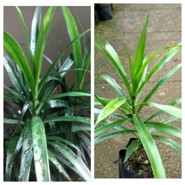 

Tanaman suji - pewarna hijau alami