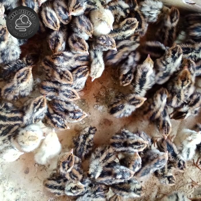 doq anakan burung puyuh jantan 50ekor
