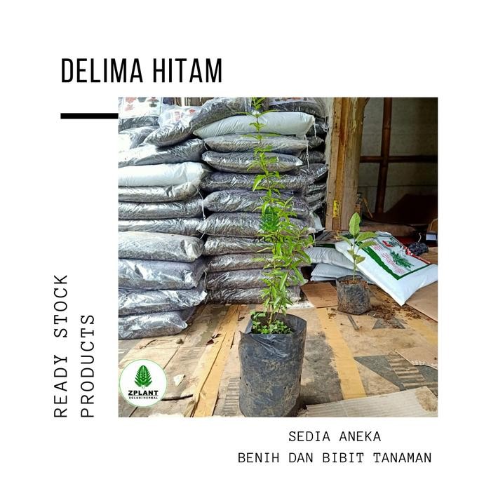 Bibit pohon delima hitam / Tanaman buah delima hitam