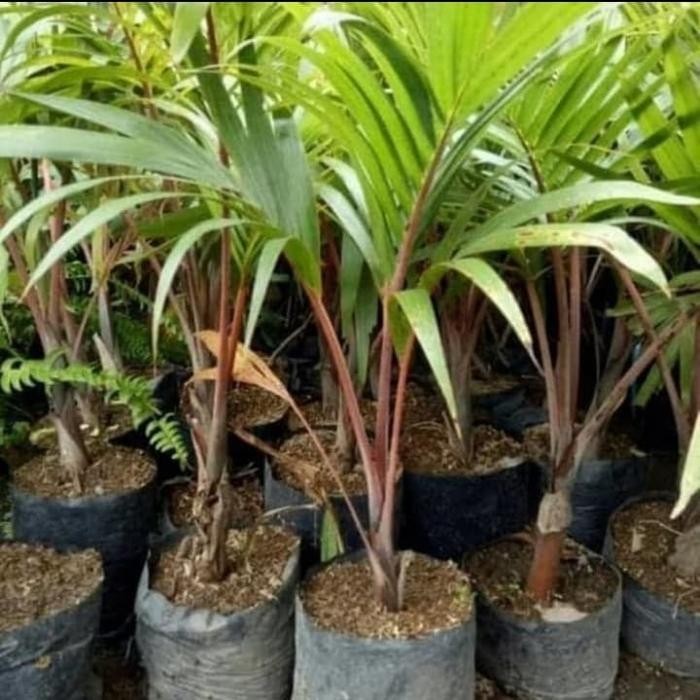 Bibit Pohon Palem Botol - Tanaman Hias Pohon Palem Botol / Pohon Palm