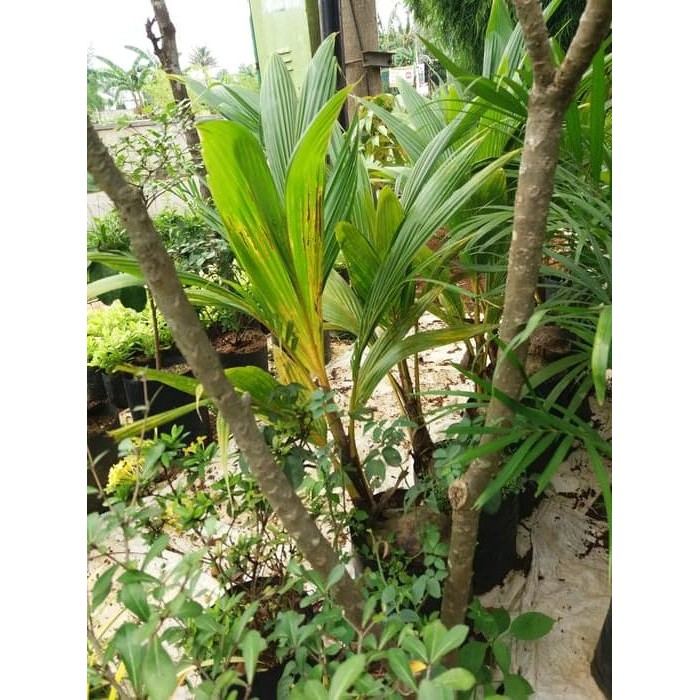 Tanaman Kelapa Kuning//Bibit Pohon Kelapa.