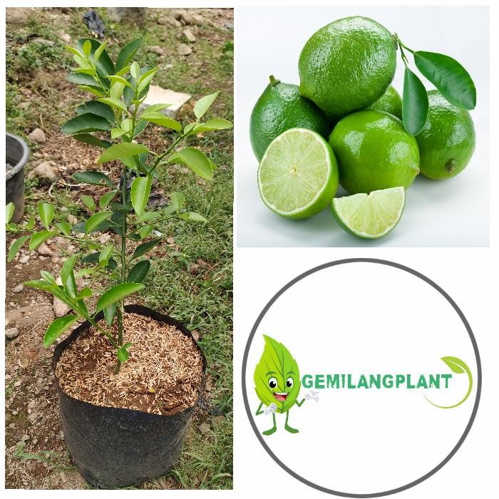 Bibit Pohon Tanaman Jeruk Nipis - Buah Jeruk Nipis - jeruk Nipis