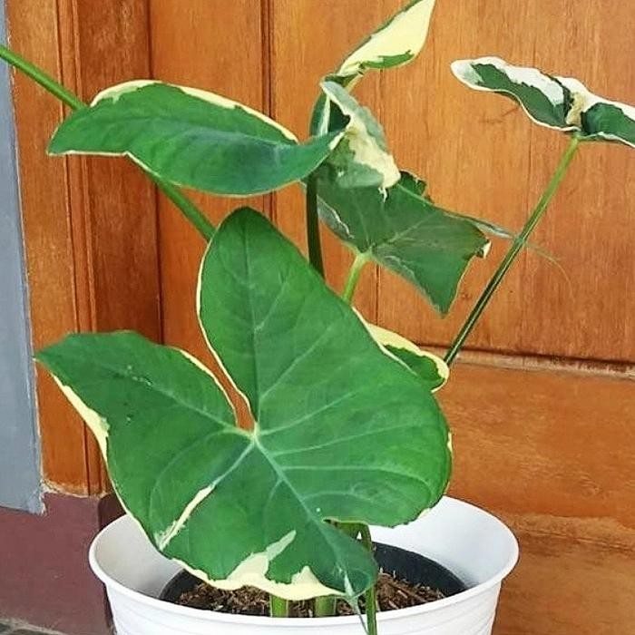 Bibit Tanaman Hias Keladi Tikus Kantong Semar Variegata