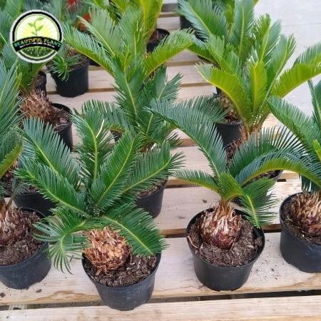 Bibit tanaman palem sikas - tanaman palem sikas