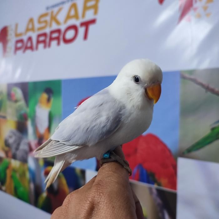 Lovebird Nonklep Jinak Manja Skill FTM