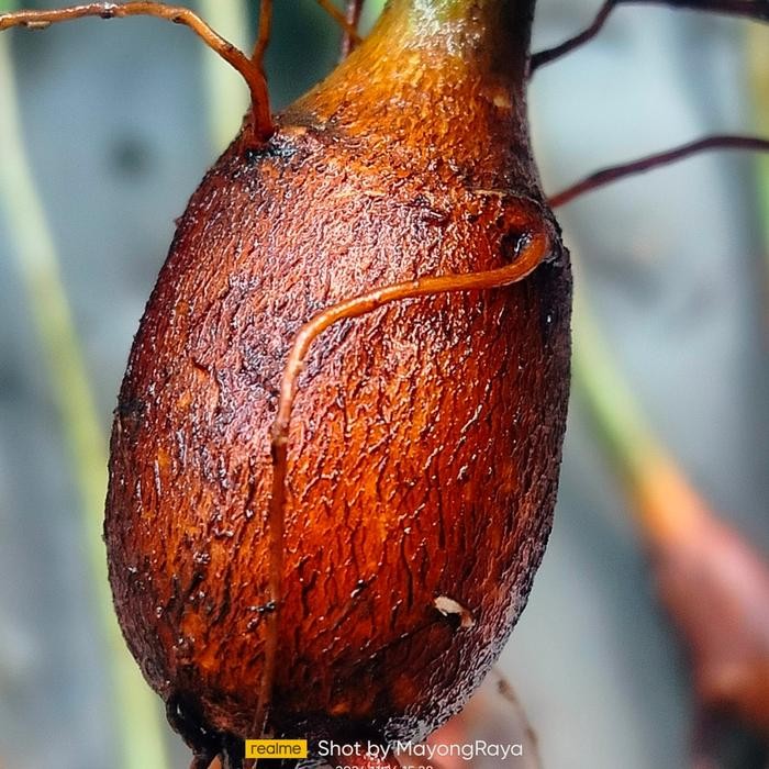 Tanaman hias bahan bonsai import pohon Baobab Adansonidigitata dari biji berbonggol unik cantik