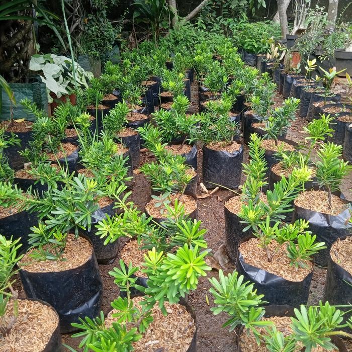 tanaman hias lohansung cincuan - bahan bonsai lohansung cincuan