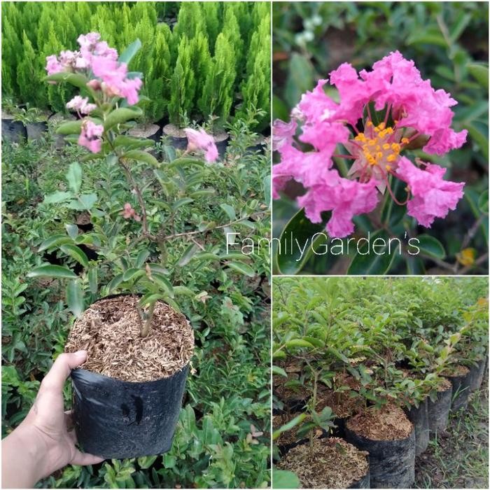 Tanaman Bunga Sakura Lokal ( Bahan Bonsai )