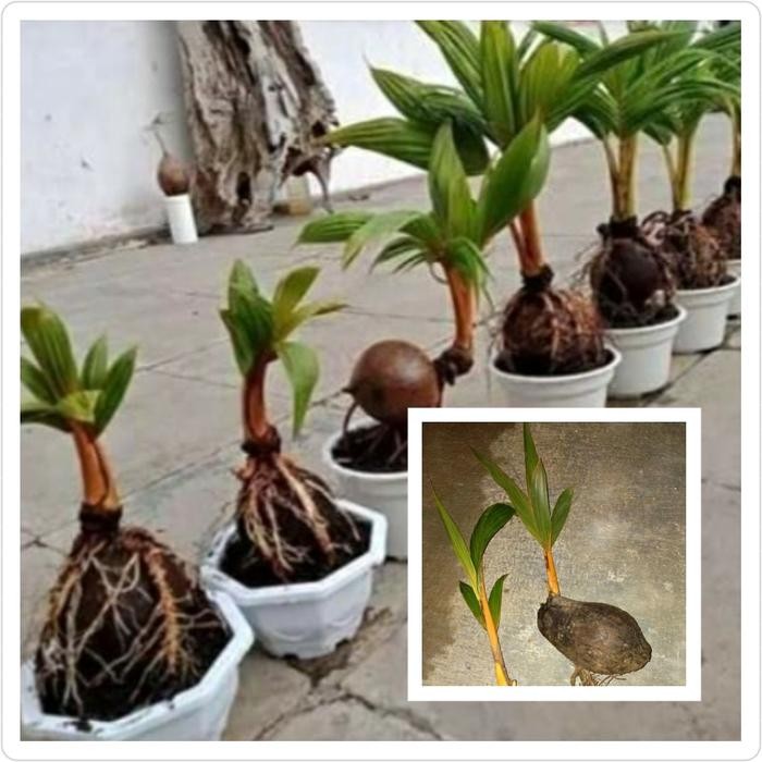 BIBIT TANAMAN BAHAN BONSAI KELAPA GADING ORANGE