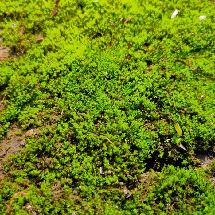 Lumut hiasan bonsai kelapa - lumut liar - lumut hidup - tanaman lumut