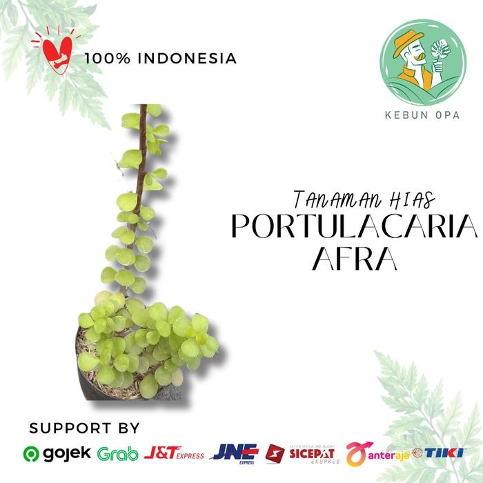Bibit Tanaman Sukulen Portulacaria afra / Jade Plant/ Bonsai Jade