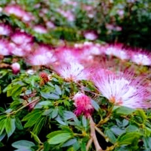 Bibit Tanaman Kaliandra Suriname pink sebagai bahan bonsai.