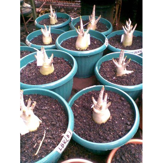 Seed/Biji/Benih Tanaman Hias Adenium Arabicum Lob Bu Ri (Lbr) Best Seller