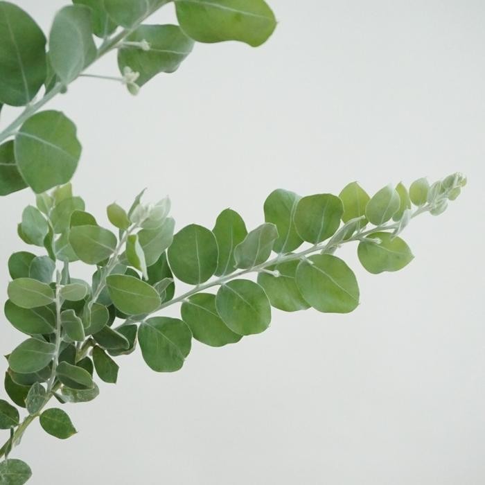 Blue Pearl Acacia Tree Podalyriifolia - Tanaman Hias Indoor Outdoor Best Seller