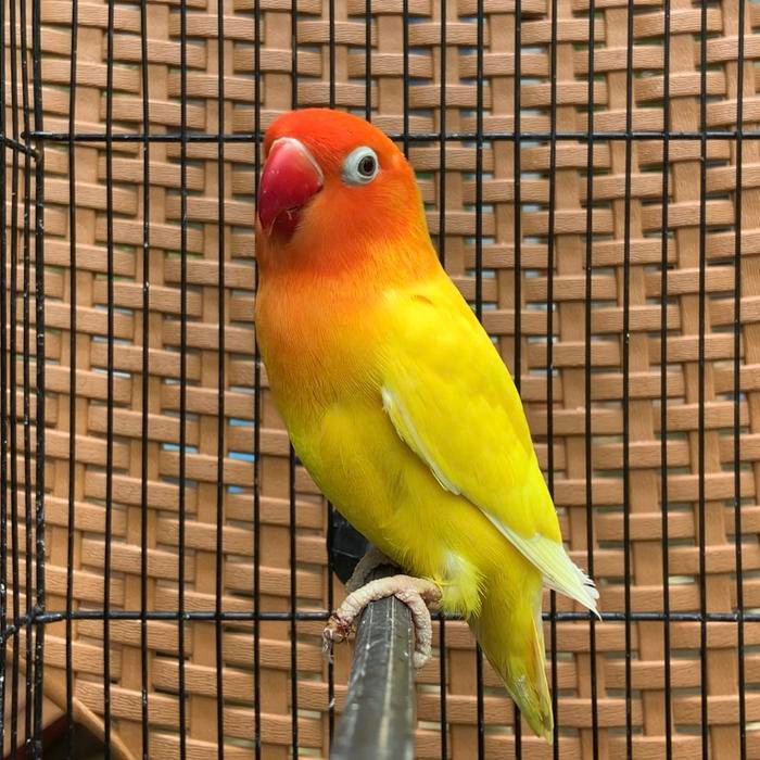 Love bird Lutino Mata Hitam (MH) murah