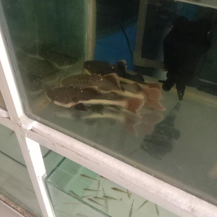 red tail catfish (RTC) Amazone