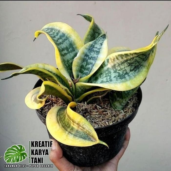 Tanaman hias sansivera twister - Sansivera twister