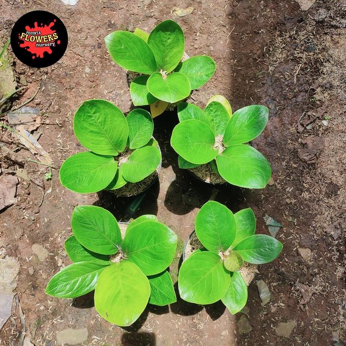 tanaman hias anthurium jemani mangkok lady gaga-jemani mangkok ORI