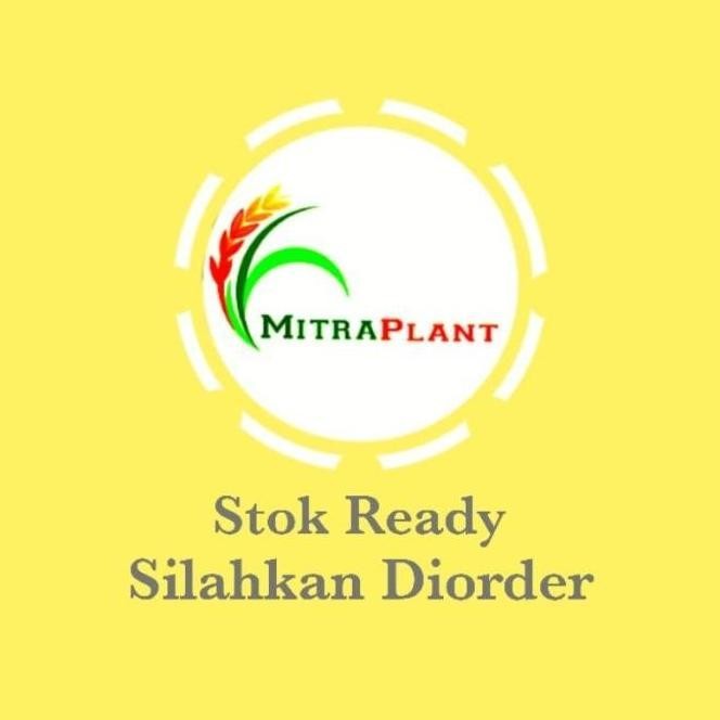 Terbaik Bibit Pohon Ketumbar Coriander - Tanaman Daun Ketumbar -