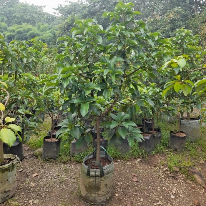 pohon buah alpukat miki tinggi 2m - bibit alpukat miki siap berbuah