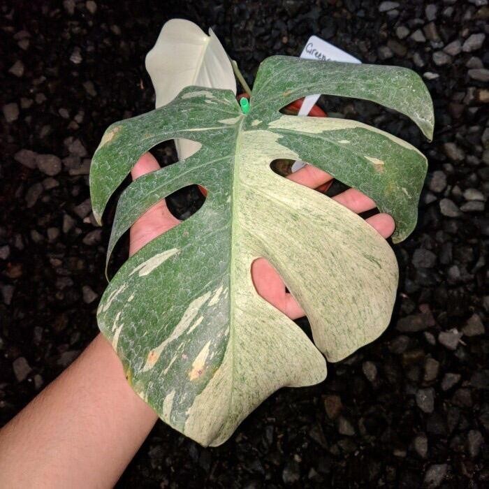 Monstera Mint Variegated / Mint Variegata / Monmint