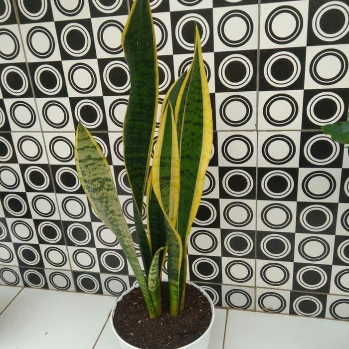 Tanaman hias lidah mertua pot