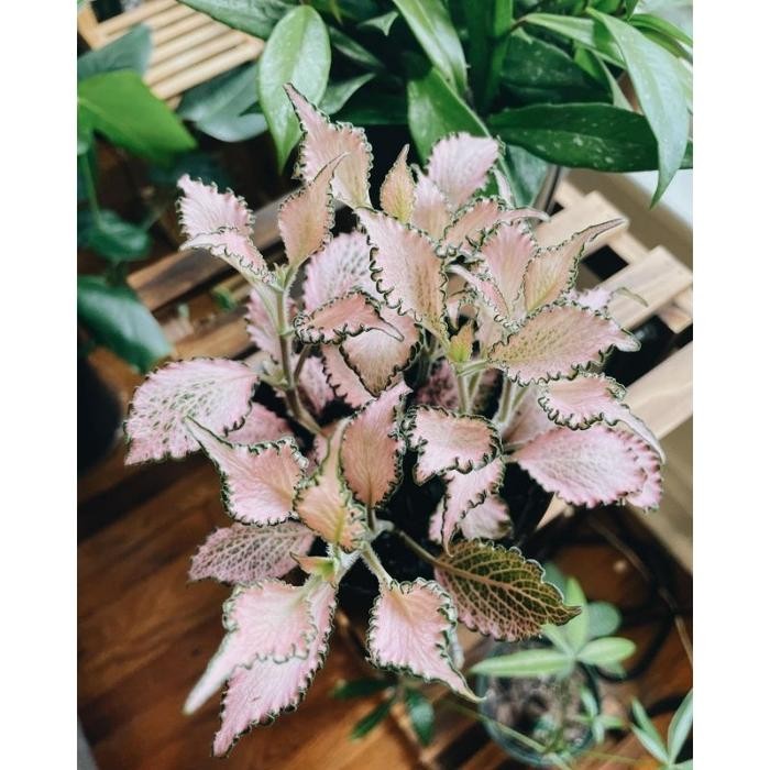 Fittonia Pink Frankie / fitonia ping / Fittonia pingky