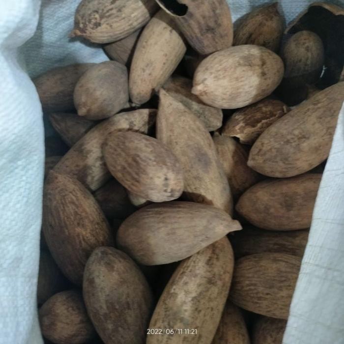 buah ulin kalimantan. buah pohon kayu ulin. untuk minyak yupbbu 7275pr