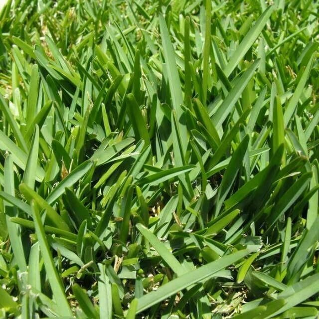 Benih biji rumput pakan ternak 1kg/rumput pakan sapi/kambing