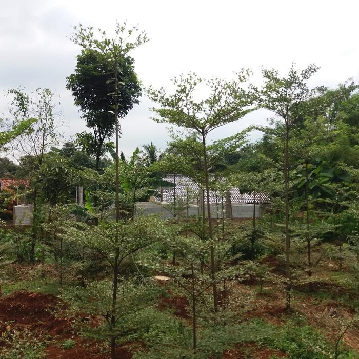 Pohon Ketapang Kencana 3Meter Bergaransi