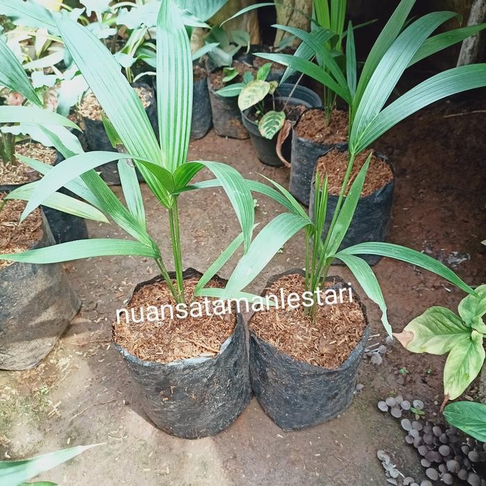 Tanaman Bibit Palem merah / bibit pohon palem merah / palem merah