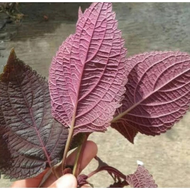 

Daun iler jawer kotok perlembar siap petik
