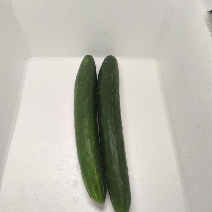 

New timun jepang / kyuri 1 kg