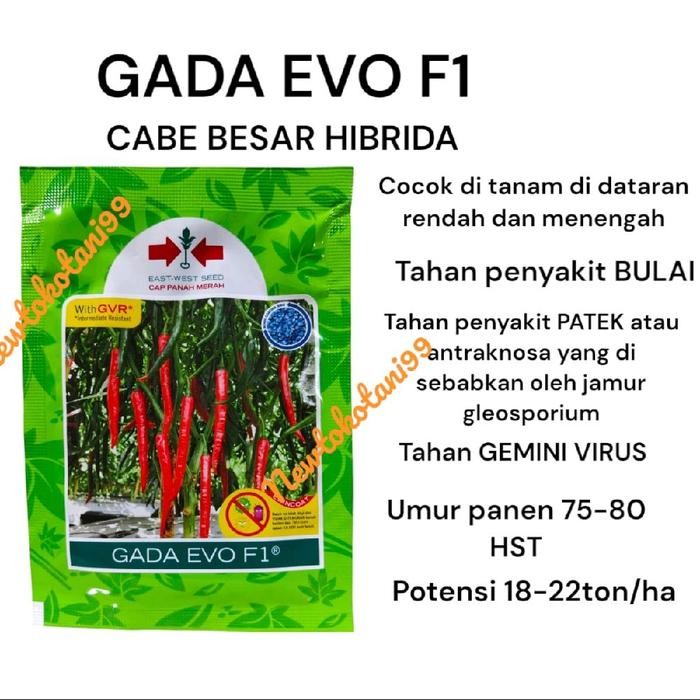 Benih Cabe Gada Evo F1 2250 Butir Benih Cabe Besar Hibrida Dari Panah Merah