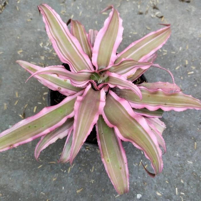 Tanaman Hias Kerang Nanas Pink Besar, Tanaman Hias Cryptantus