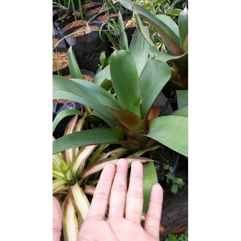 Bibit Bromelia Giant Bromelia