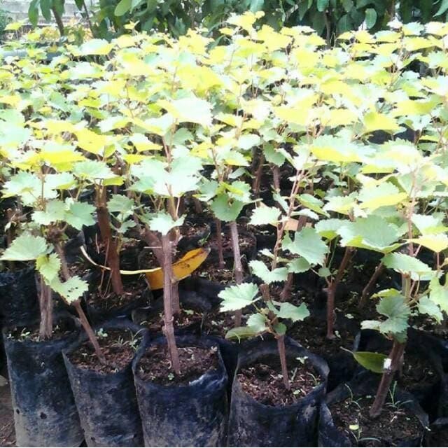 Promo Bibit Tanaman Buah Anggur Merah Pasti Ori