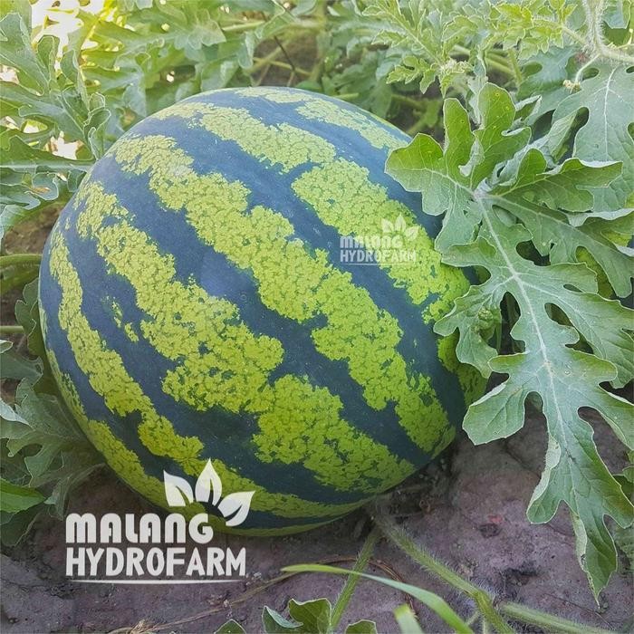 Tn Benih Semangka Kuning Tanpa Biji Amarelo F1 Repack Panah Merah Bibit Biji Hydroponik Hidroponik