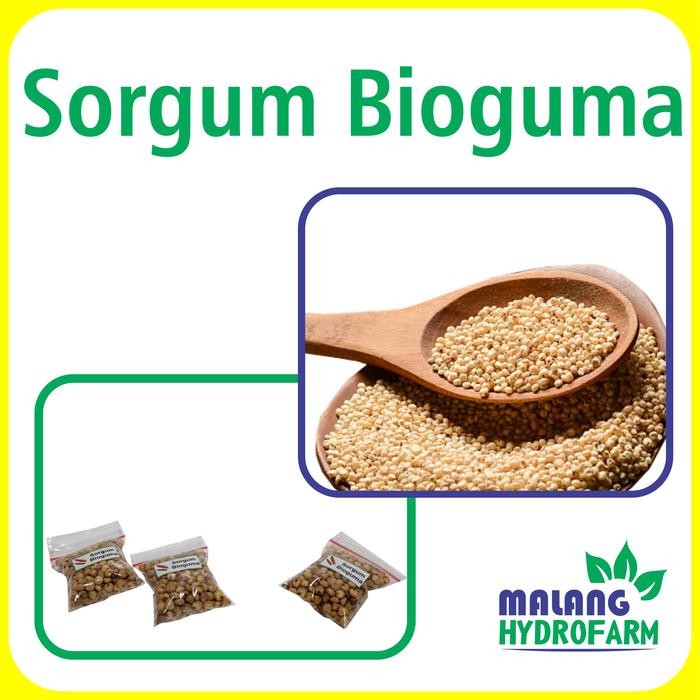 Tn Benih Sorgum Bioguma Unggulan Berkualitas Biji Bibit Repack Sayuran Sayur Cantel Hydroponik